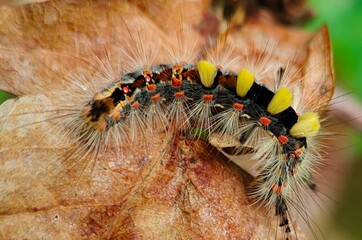 będę motylem © NaturePhoto