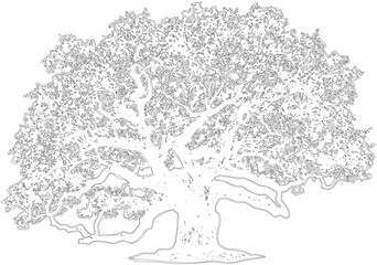 Obraz premium Architectural drawing of large ancient tree with detailed branches and foliage, line art, vector illustration, natural design element for environmental concepts