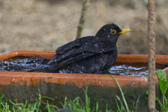 Blackbird bathing in garden bird bath splashing water