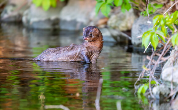 River American mink 