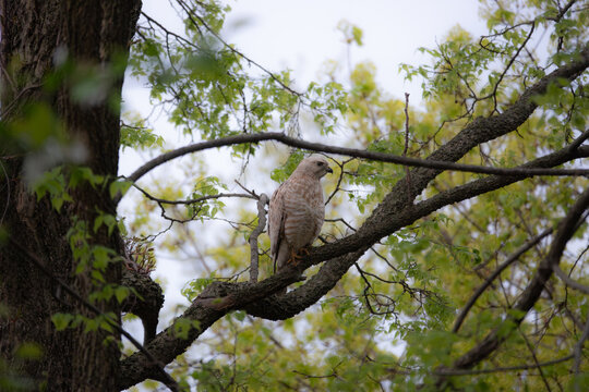 Leucistic broad-shouldered hawk