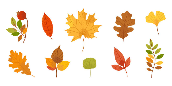 Colorful autumn leaves set. Maple, oak, ginkgo and birch folliage on white background. Botanical leaf elements. Flat vector illustration.