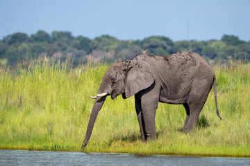 African elephant in Chobe National Park, Botswana © Tony Campbell