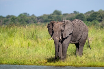 Fototapeta premium African elephant in Chobe National Park, Botswana