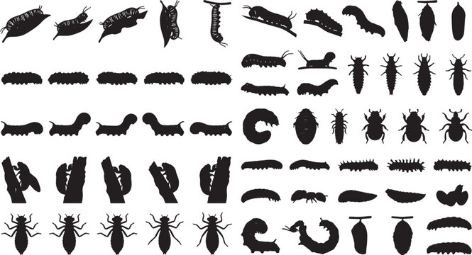 Insect Life Cycle Silhouettes: Caterpillar, Larva, Pupa, and Adult Forms Collection, Black and White Vector Icons for Biological Education and Nature Design