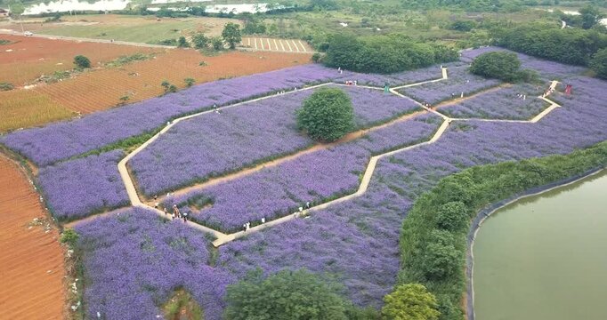 Aerial View of Purple Flower Fields and Winding Paths in Rural Farmland