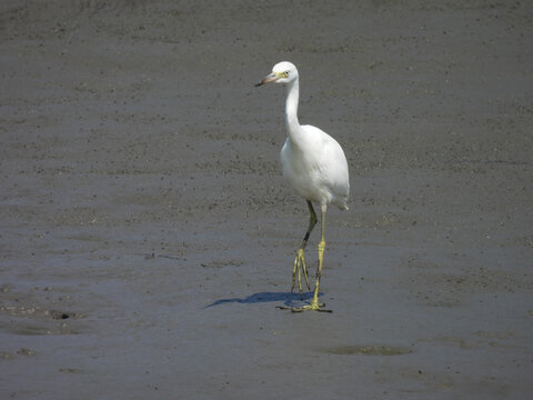A snowy egret, living within the coastal wetlands of the Bombay Hook National Wildlife Refuge, Kent County, Delaware.