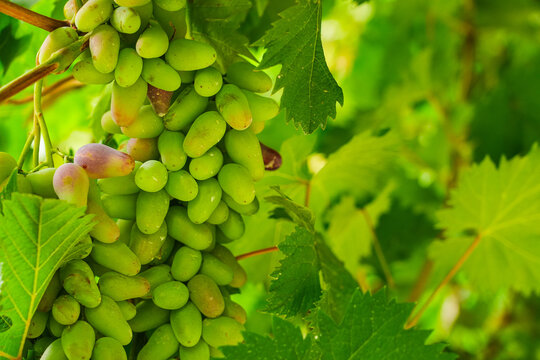 Green grapes ripening on the vine.