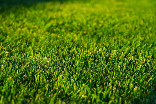Bright green grass glowing in sunlight.