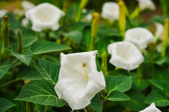The white flowers of the angel horn (Datura) are in full bloom.