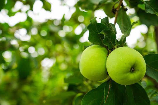 Green apples growing on a tree branch.