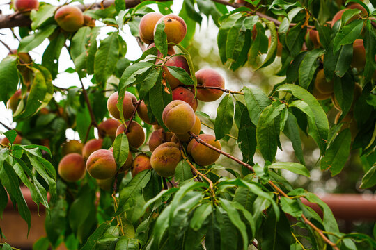 Ripe peaches growing on a summer tree.