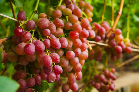 Ripe grapes growing on a sunny vine.