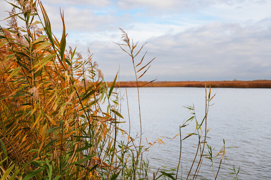 Autumn reeds by a calm water shore.