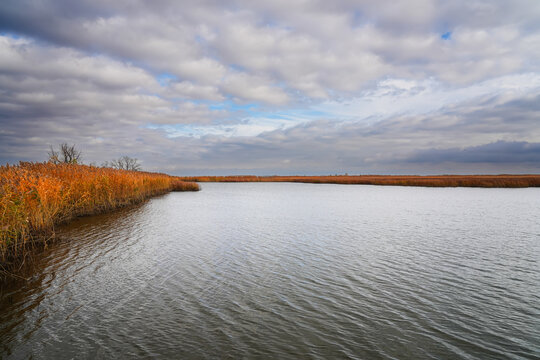 Autumn reeds by a calm water shore.