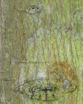 Fresh Green Bark Texture of Podocarpus Elatus