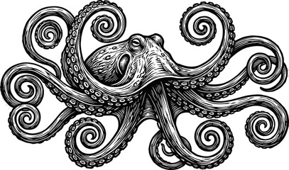 Detailed black-and-white illustration of octopus with curled spiral tentacles and intricate linework for marine biology and decorative use © MSTMONIRA