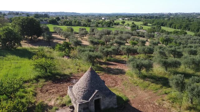 Lone Trullo Among Olive Groves in Puglia, Italy Aerial View