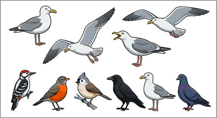 Detailed illustrations of common bird species including seagulls, woodpecker, robin, titmouse, crow, and pigeon for educational and decorative use © MSTMONIRA