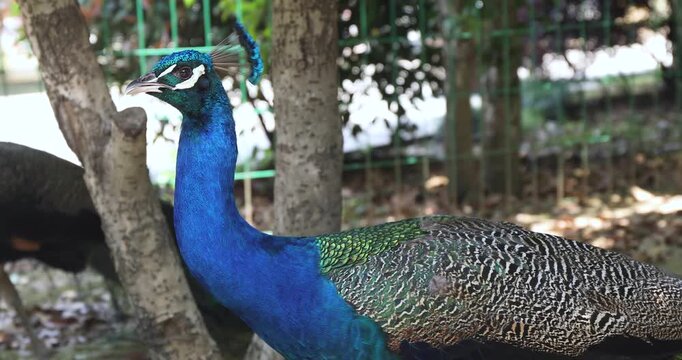 Blue Peacocks in Shaded Enclosure Among Trees