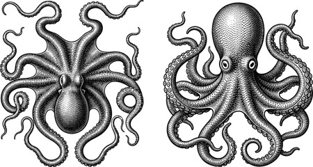 Detailed vintage engraving illustration of octopuses with intricate tentacle linework and shading for marine biology and artistic concepts © MSTMONIRA