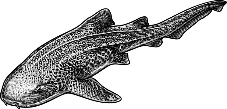 Detailed vintage engraving illustration of zebra shark with spotted body and textured linework for marine biology and educational use