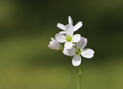 Cardamine pratensis (cuckoo flower) blooming in the wild