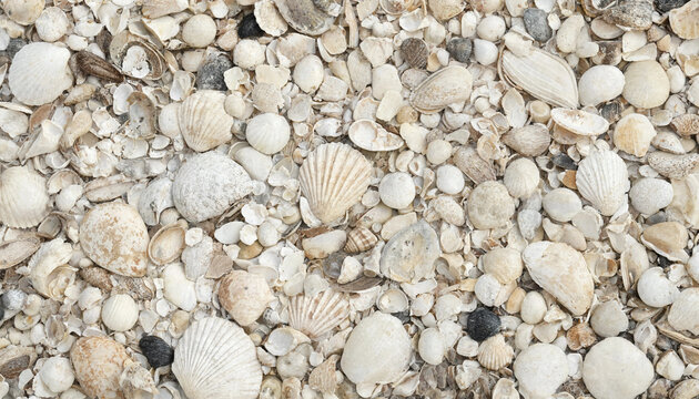 Natural collection of white sea shells scattered on sandy beach shoreline with seashells collection background seashell seashore fragments vacation beachcombing scattered detailed