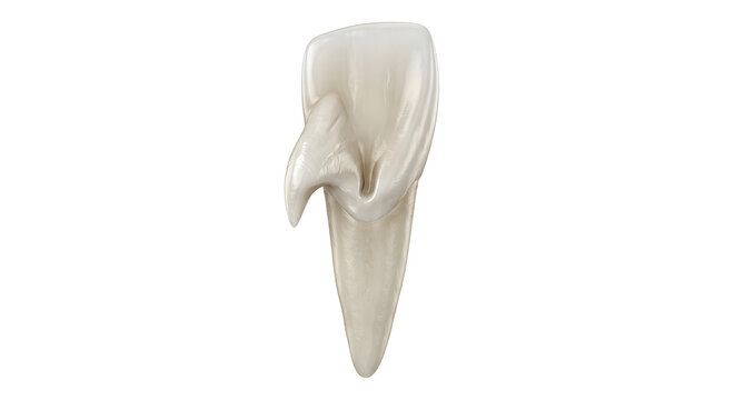Highly Detailed 3D Render of a Talon Cusp Dental Anomaly, Suitable for Science Education, Isolated on White Background
