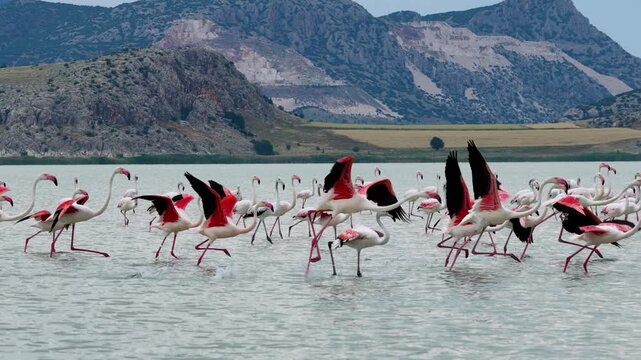 A flock of flamingos taking flight all at once at Yarışlı Lake in Turkey&rsquo;s Burdur province creates a mesmerizing moment.