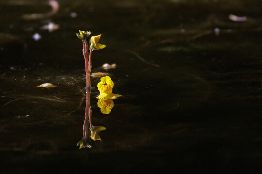 Bl&auml;ttriger Wasserschlauch (Utricularia foliosa)