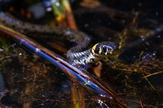 Ringelnatter (Natrix natrix)