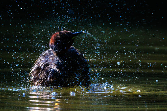 Zwergtaucher (Tachybaptus ruficollis)