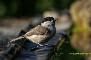 Fototapeta premium Sumpfmeise (Poecile palustris)