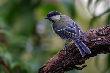 Kohlmeise (parus major) © Rolf Müller