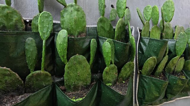 Premium Opuntia Prickly Pear Cactus Collection in Nursery Pots
