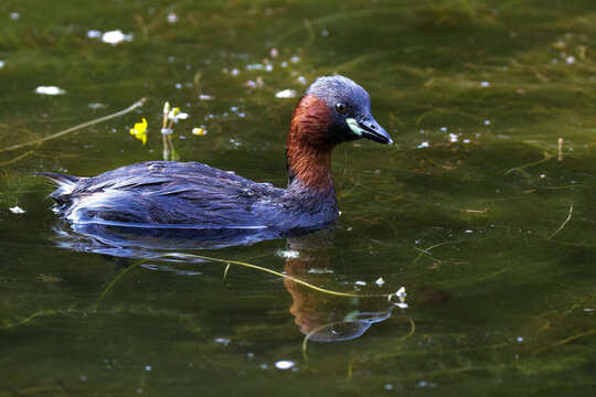 Zwergtaucher (Tachybaptus ruficollis)