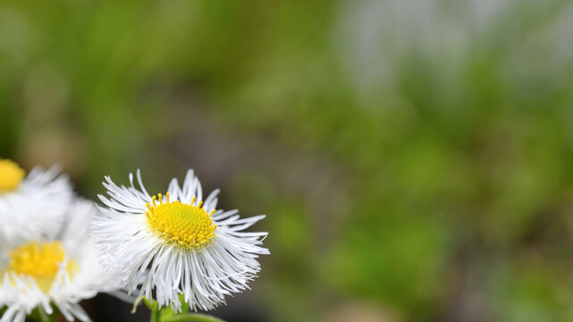 Close up of fleabane flowers