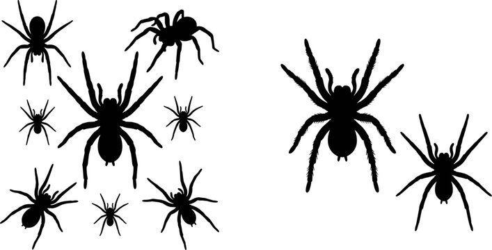 Collection of Spider Silhouettes in Various Poses Isolated for Wildlife Arachnid Nature Halloween and Pest Control Designs