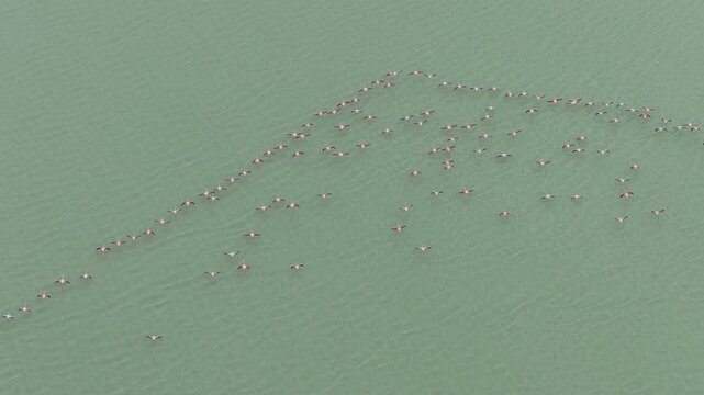 A mesmerizing drone shot of a flock of flamingos gliding in a V-formation over turquoise waters.