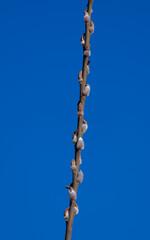 Fototapeta premium Soft willow catkins blooming on a branch in early spring. Fluffy pussy willow buds against a bright blue sky