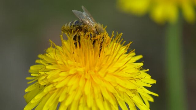 Close up of a honey bee collecting pollen, highlighting biodiversity and raising awareness about global bee disappearance.