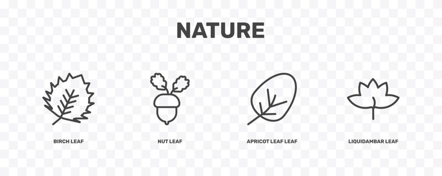 nature icon set with birch leaf, nut leaf, apricot leaf liquidambar signs in flat outline style