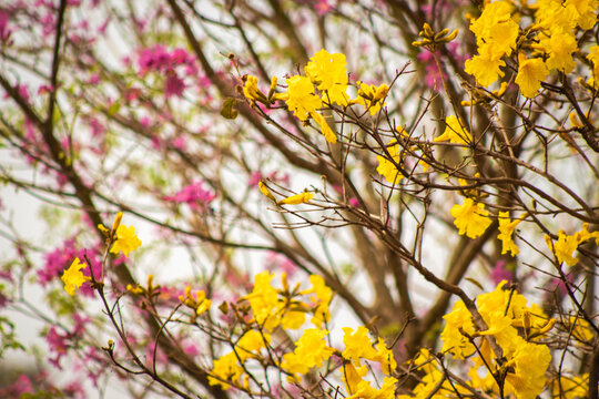 Yellow and pink ip&ecirc; flowers. Yellow and pink ip&ecirc;s.