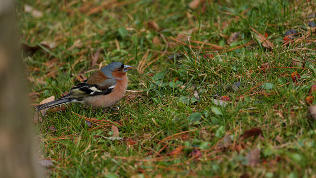 Common chaffinch bird standing on the ground in spring sunlight. Male passerine songbird close-up portrait