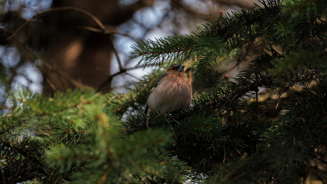 Common chaffinch bird standing on the ground in spring sunlight. Male passerine songbird close-up portrait
