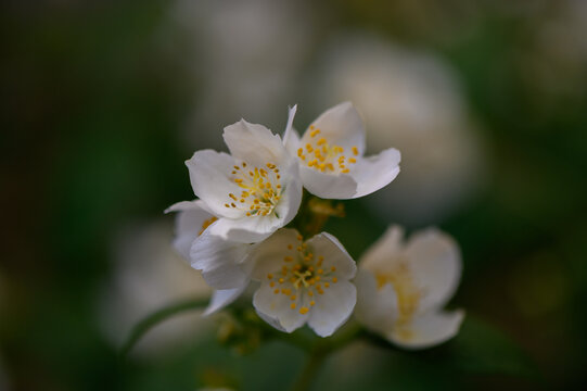 White flowers with bright yellow stamens close up resembling mock orange Philadelphus false jasmine