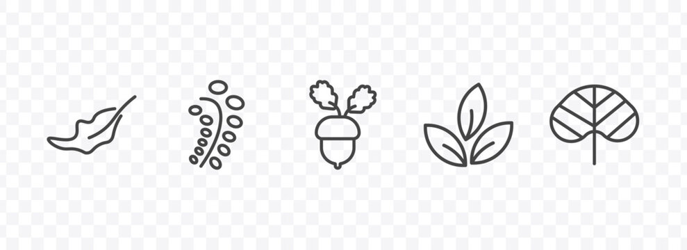 nature icon set with dry leaf, black willow, tree leave, reniform signs in flat outline style