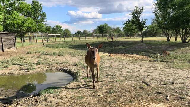 Beautiful Red Deer at zoo High quality 4k footage