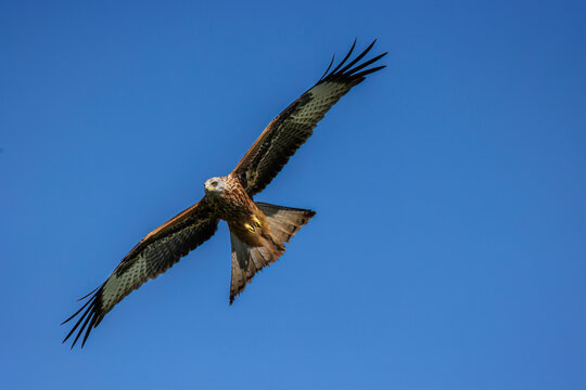 Rotmilan (Milvus milvus)